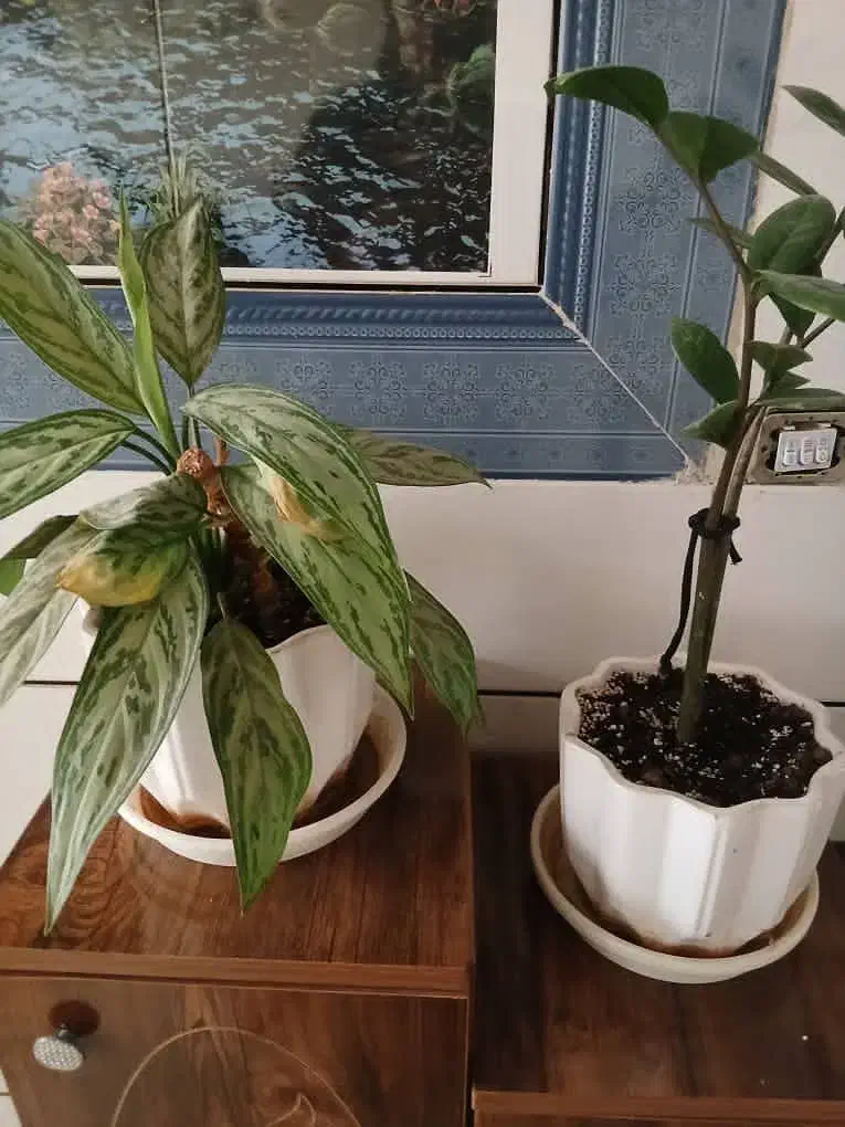 گل و گلدون|گل و گیاه طبیعی|فلاورجان, |دیوار