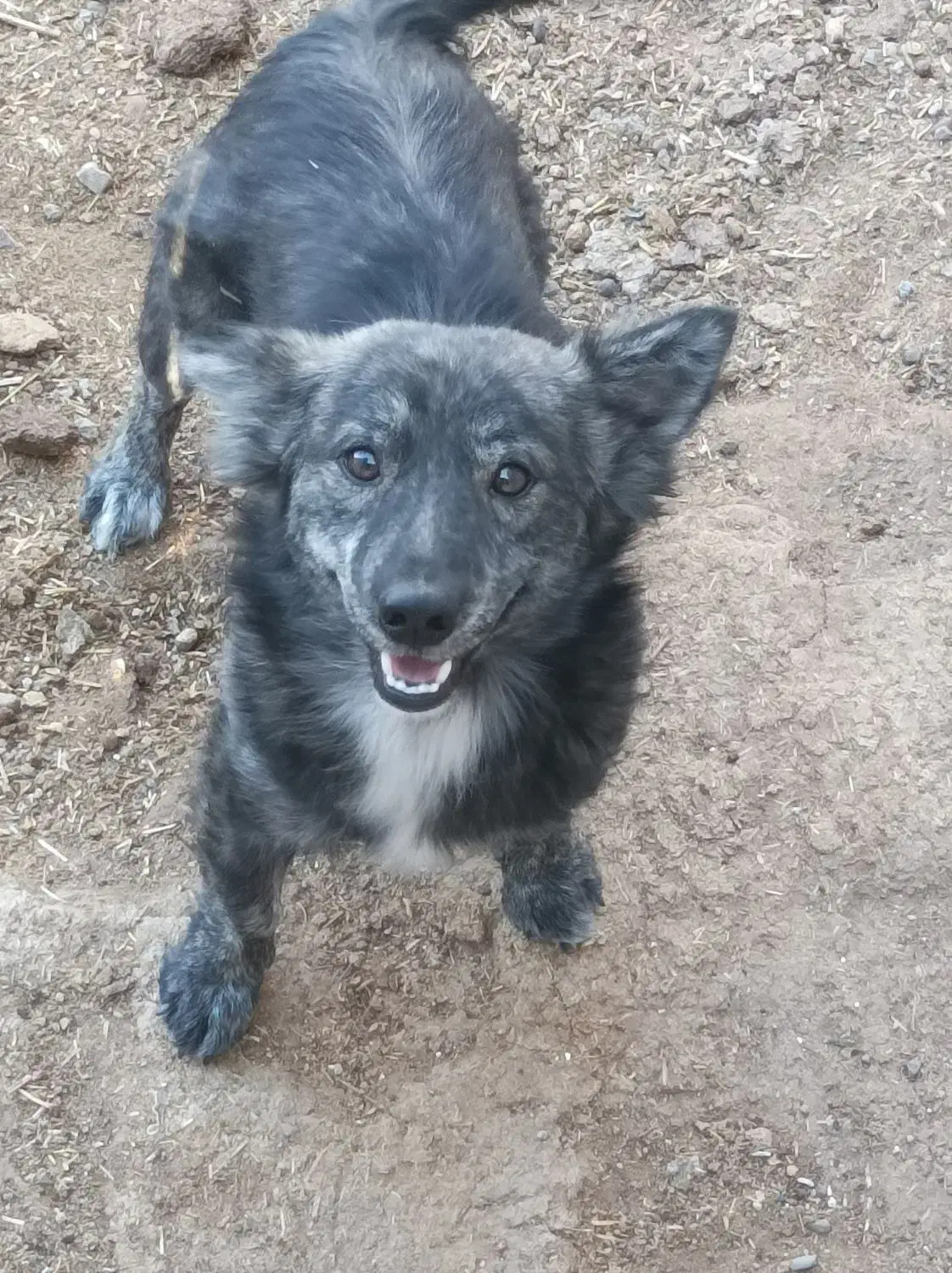 سگ اشپیتز|سگ|کرمان, |دیوار