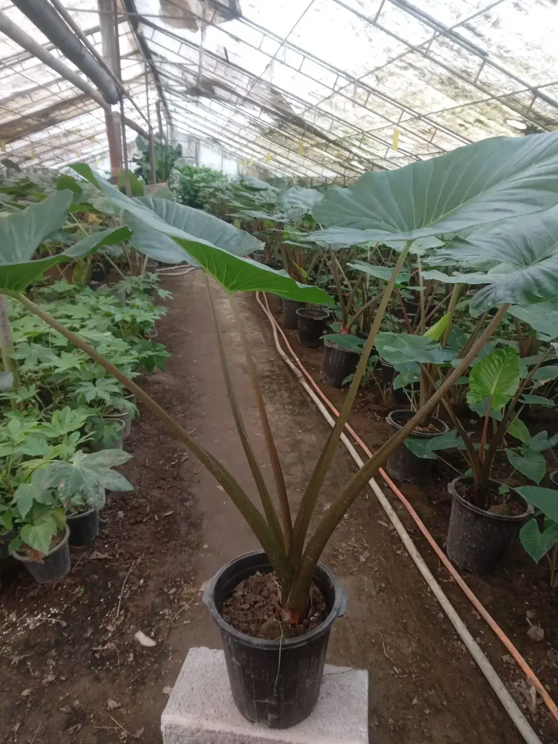 گل و گیاه|گل و گیاه طبیعی|عباسآباد, |دیوار