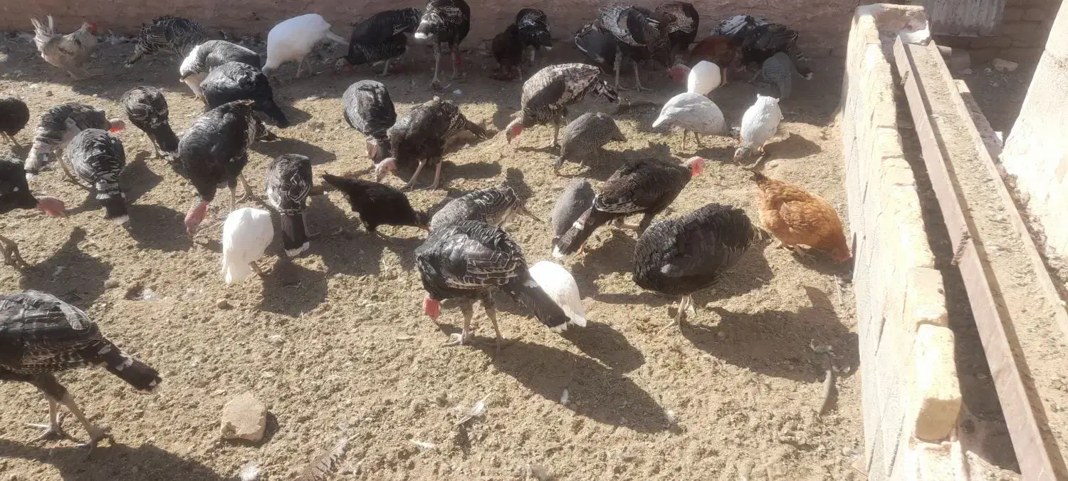 بوقلمون فروشی|حیوانات مزرعه|سبزوار, قصبه شرقی|دیوار