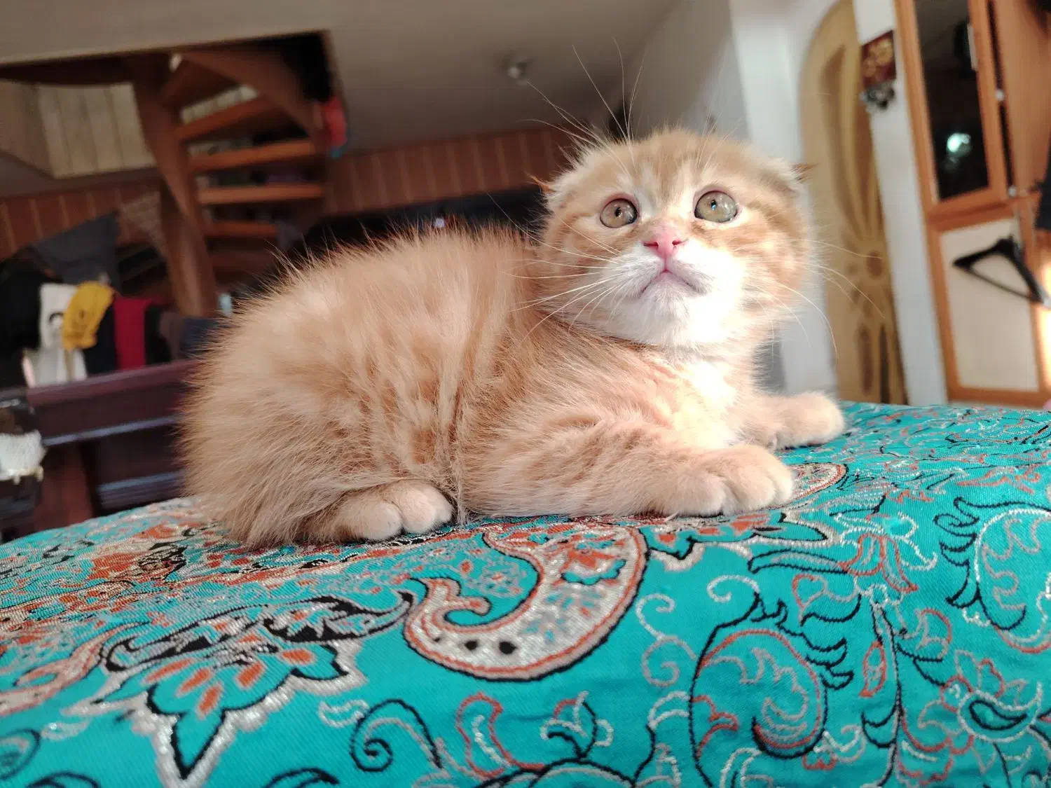 گربه اسکاتیش  و بریتیش|گربه|اصفهان, سعادت‌آباد|دیوار