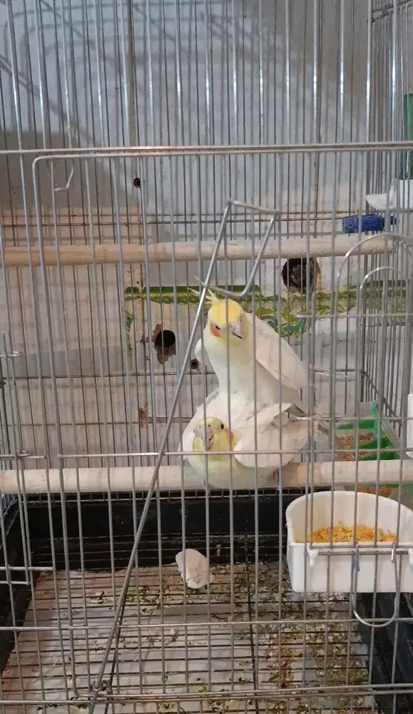 عروس هلندی لوتینو جفت خورده مولدنر و ماده رام طوطی|پرنده|سنندج, |دیوار