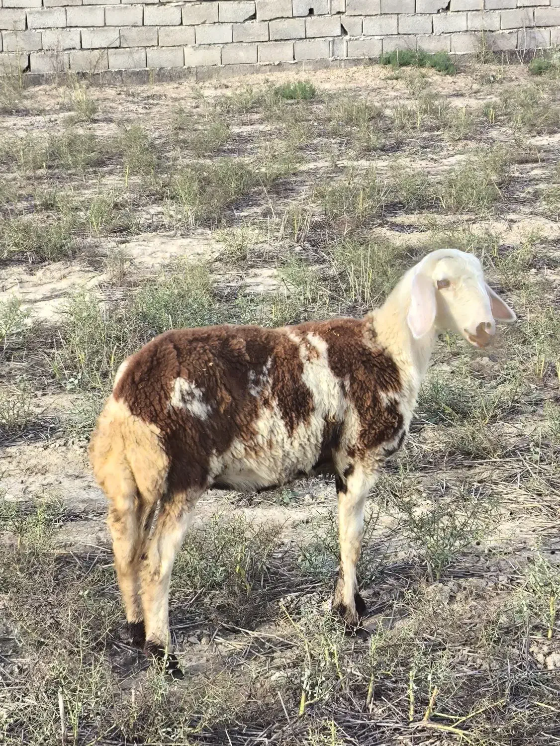 بره اصل بروجردی یکیش قوچ خورده|حیوانات مزرعه|سیمین شهر, |دیوار