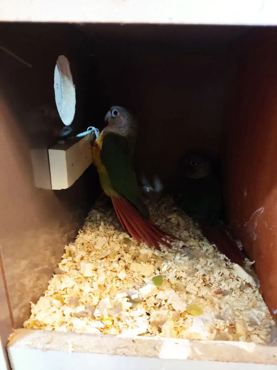 گرینجیک . عروس هلندی مرغ عشق . فنچ|پرنده|خوی, |دیوار