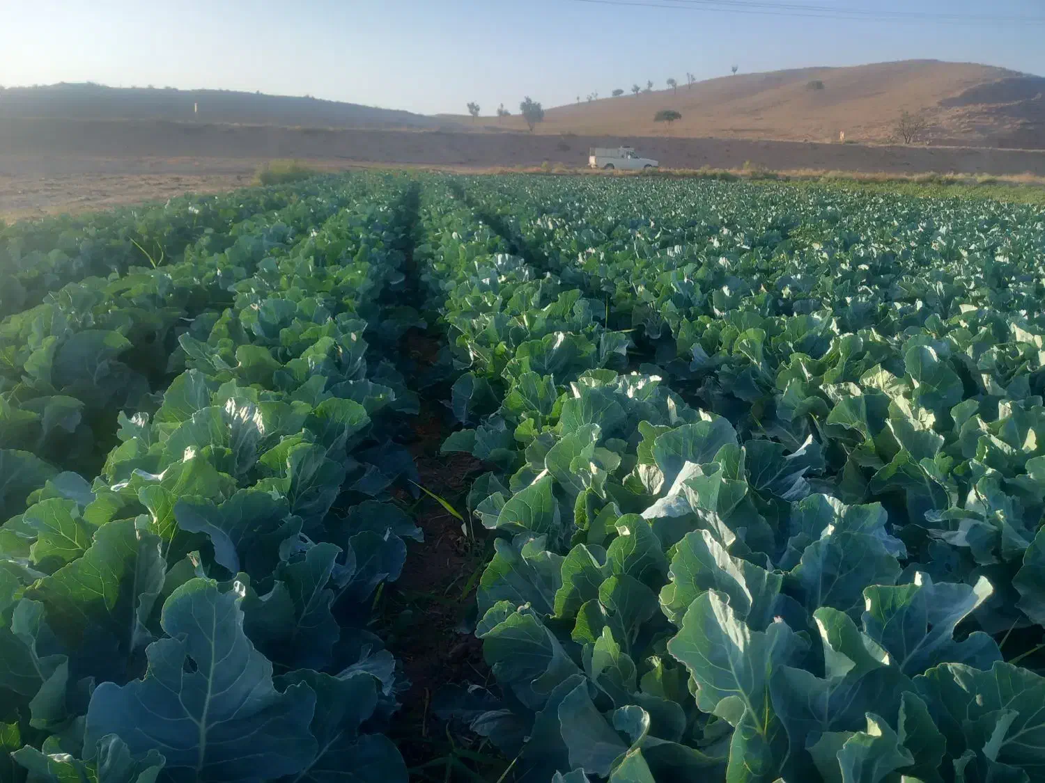 ملک کشاورزی|فروش دفتر صنعتی، کشاورزی، تجاری|نیشابور, ماروسک|دیوار