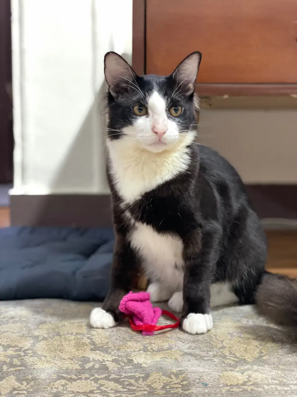 گربه نژاد ترکیبی dhs و گربه ی مو بلند|گربه|رشت, لاکانی|دیوار