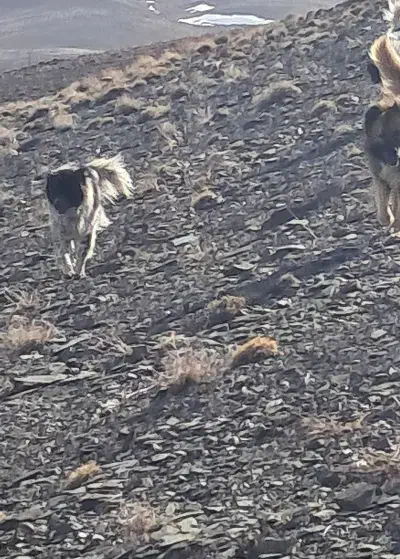 سگ گله ای|سگ|خوانسار, |دیوار