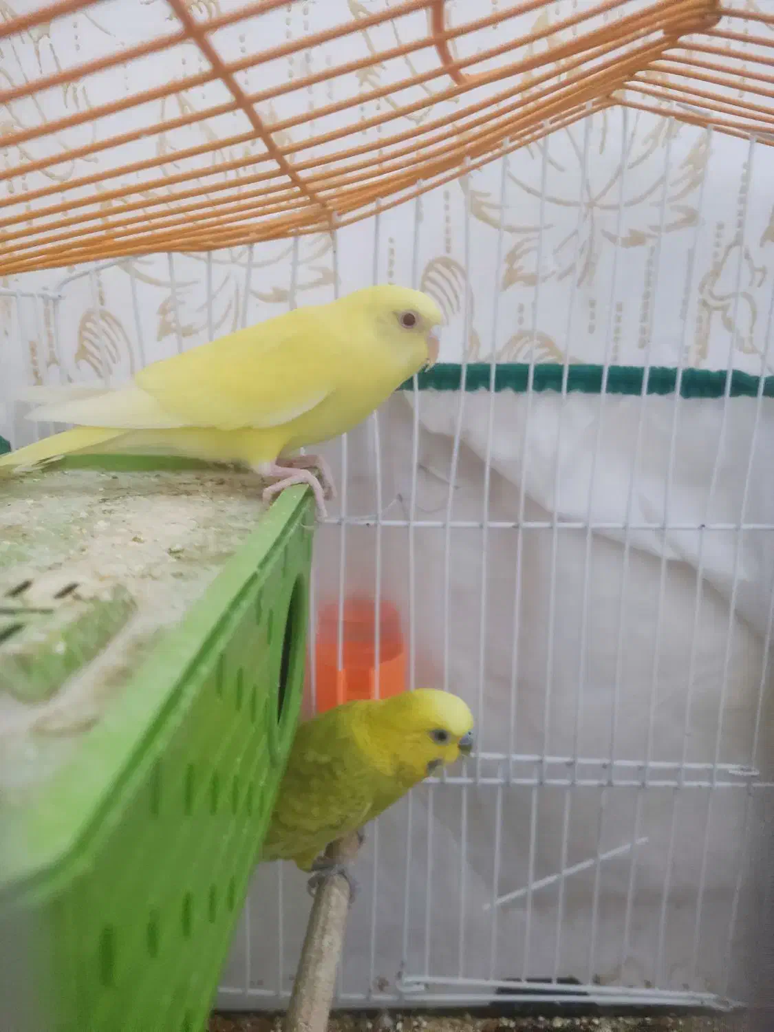 فروش سریع یک جفت مرغ عشق هلندی دستی دوتا|پرنده|مسجد سلیمان, |دیوار