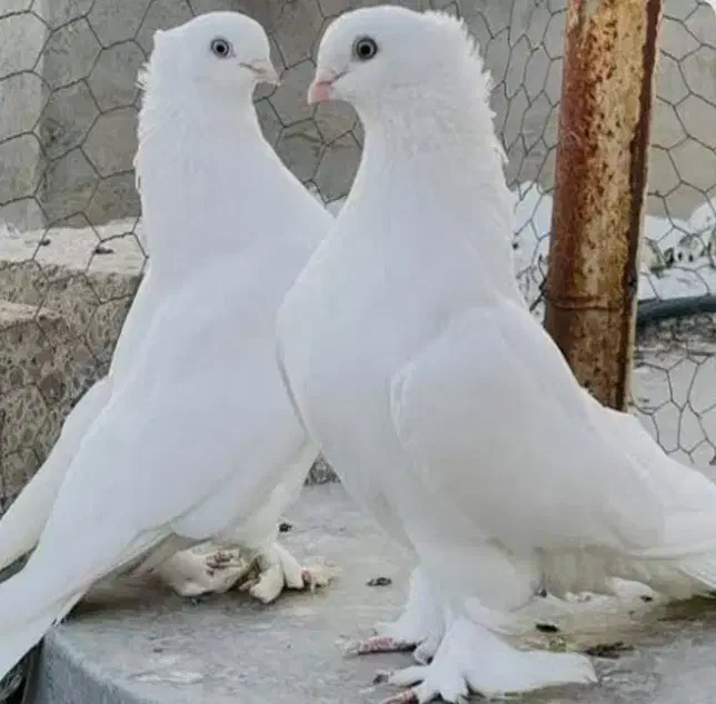 کبوتر پلاکی پیدا شده|حیوانات|نجفآباد, ویلاشهر|دیوار