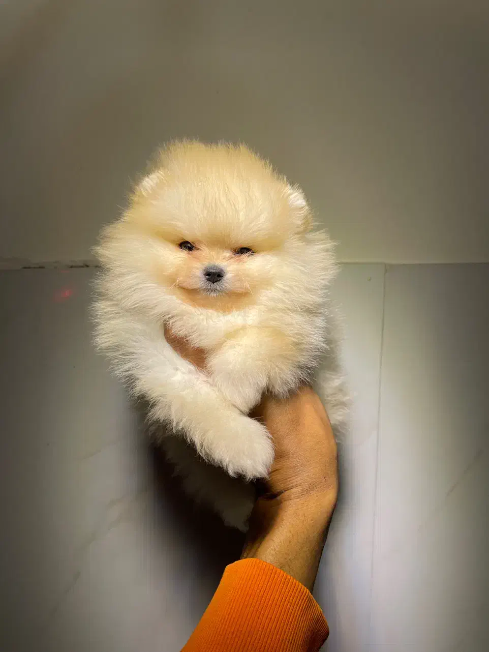 پامرانین بوفیس|سگ|مشهد, وکیل‌آباد|دیوار