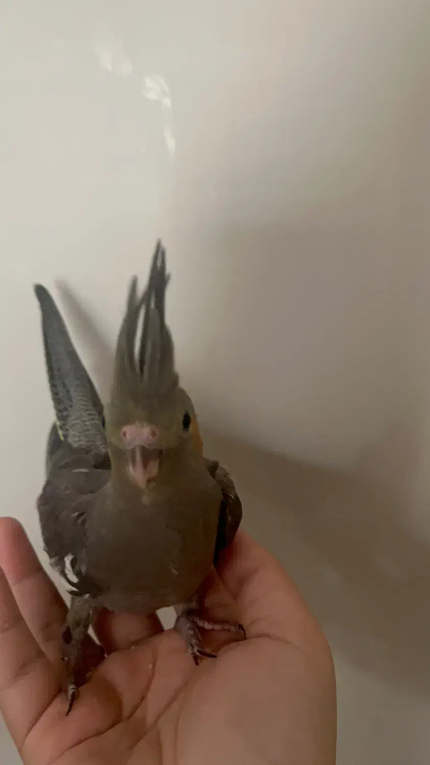 هلندی|پرنده|یزد, |دیوار