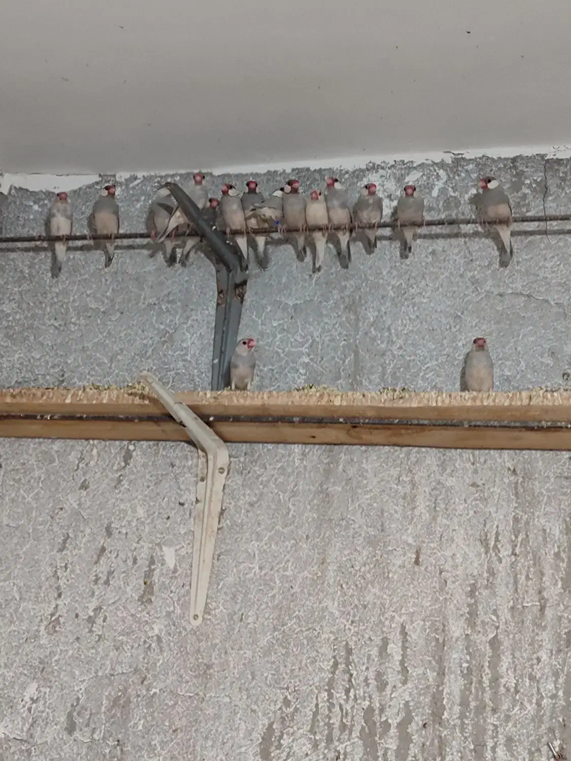 فنچ نرگسی و کرواتی یکجا ۱۳۰۰|پرنده|سبزوار, کراب|دیوار