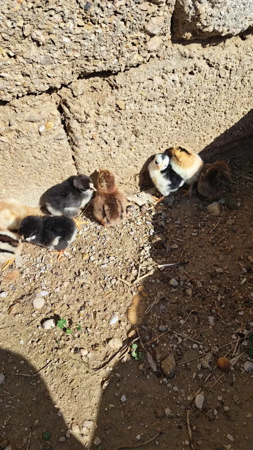 جوجه نرادی|حیوانات مزرعه|بهبهان, |دیوار