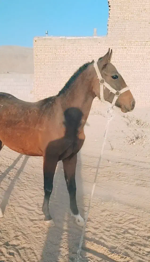 اسب|حیوانات مزرعه|معصومیه, |دیوار