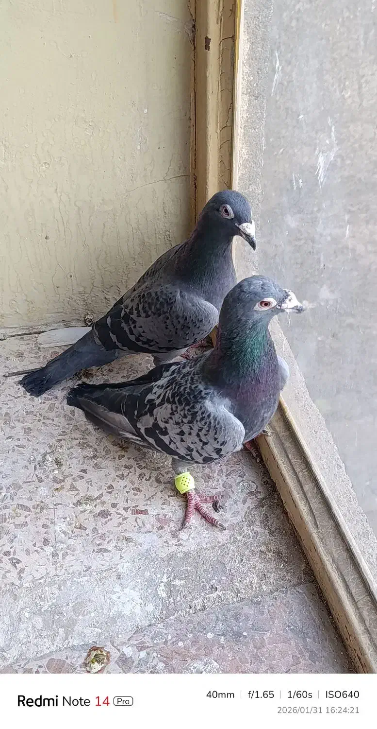 کفتر کبوتر|پرنده|مشهد, سمزقند|دیوار