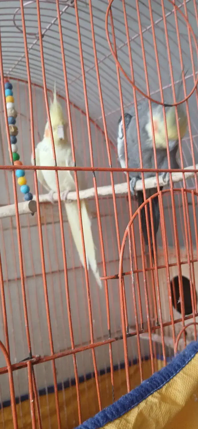 عروس هلندی جفت|پرنده|فولادشهر, B7|دیوار