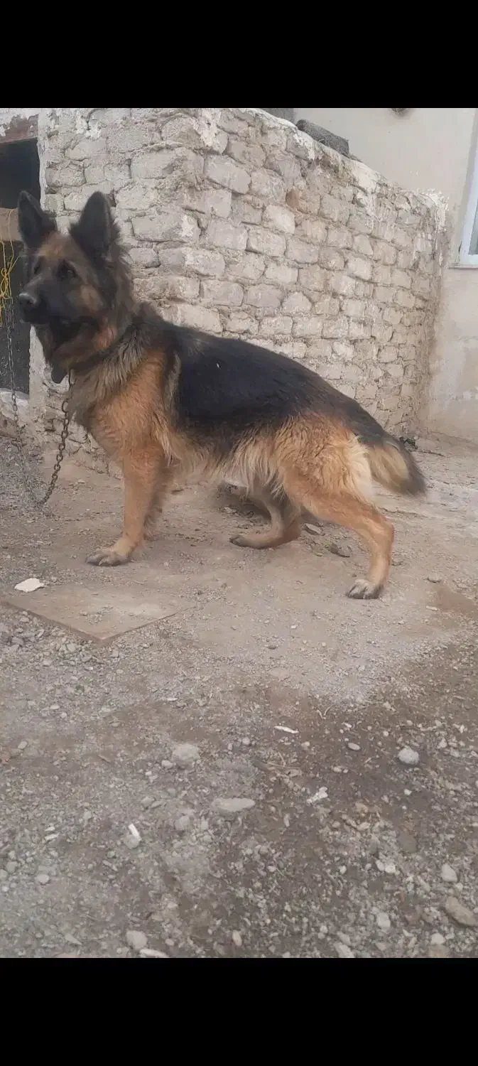 ژرمن ماده|سگ|کبودرآهنگ, |دیوار