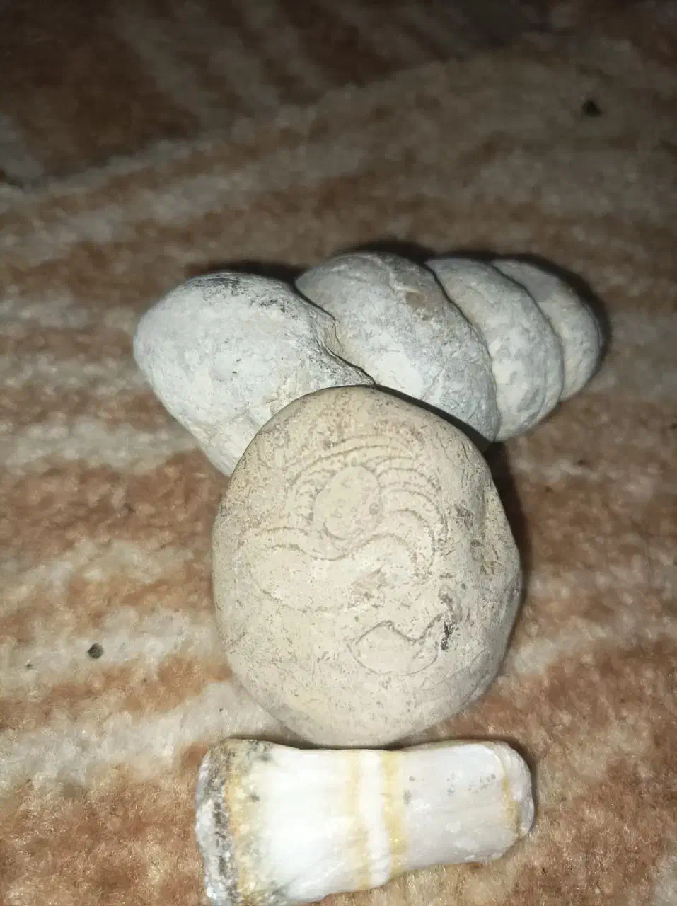 فروش سنگ قدمت دار وفوسیل|کلکسیون اشیاء عتیقه|عسلویه, |دیوار