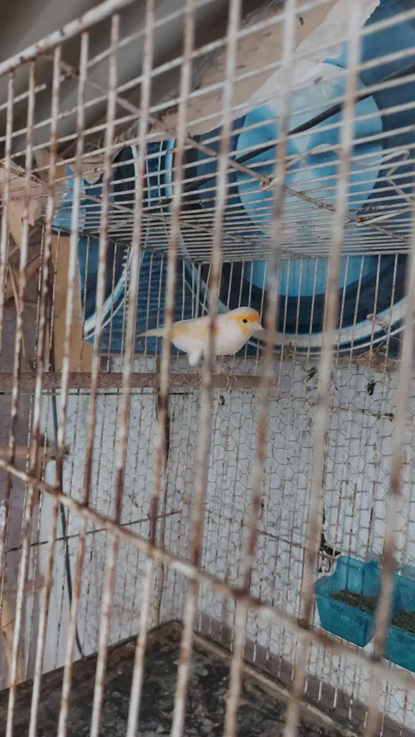 فروش قناری موزایکی|پرنده|آمل, |دیوار