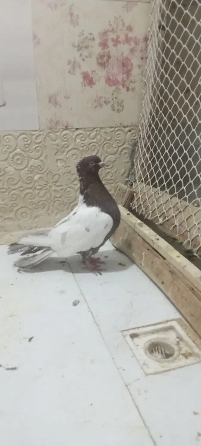 کفتر سینه سرخ زینتی کاکلی نر دم قاشقی|پرنده|تهران, یافتآباد|دیوار