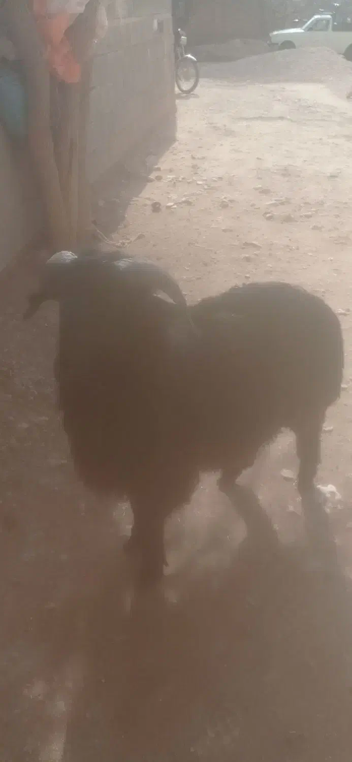 فروش بره|حیوانات مزرعه|ششده و قره بلاغ, |دیوار