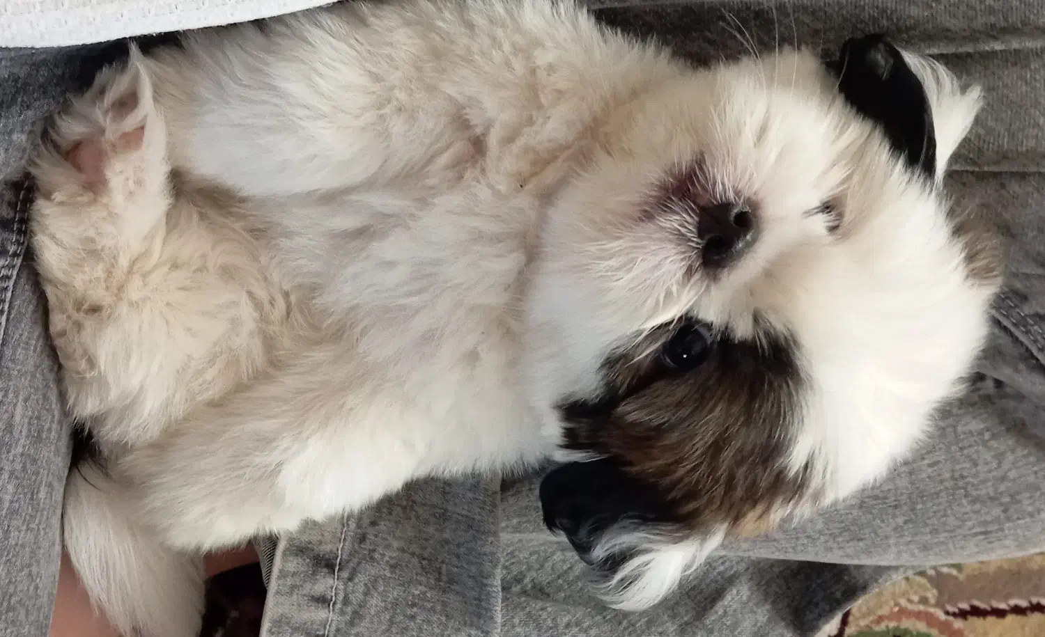 شیتزو سوپر فلت نر|سگ|کاشمر, |دیوار