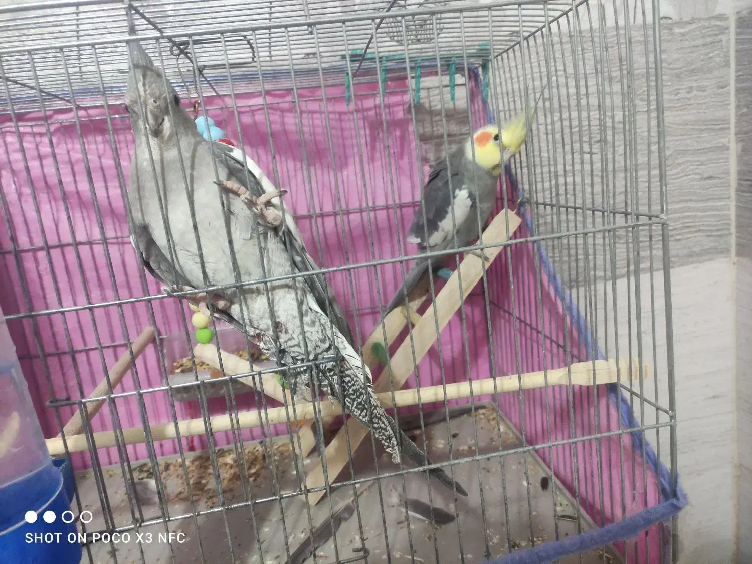 یک جفت عروس هلندی|پرنده|سیرجان, |دیوار