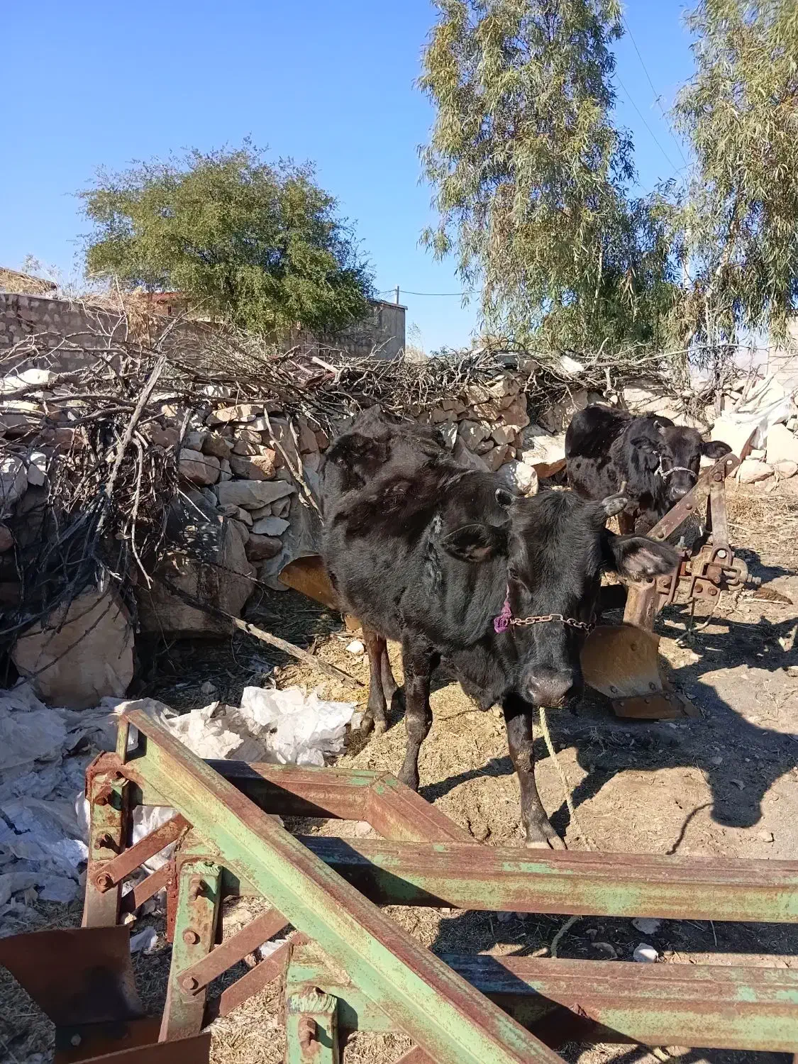 گاو|حیوانات مزرعه|خرم‌آباد, |دیوار