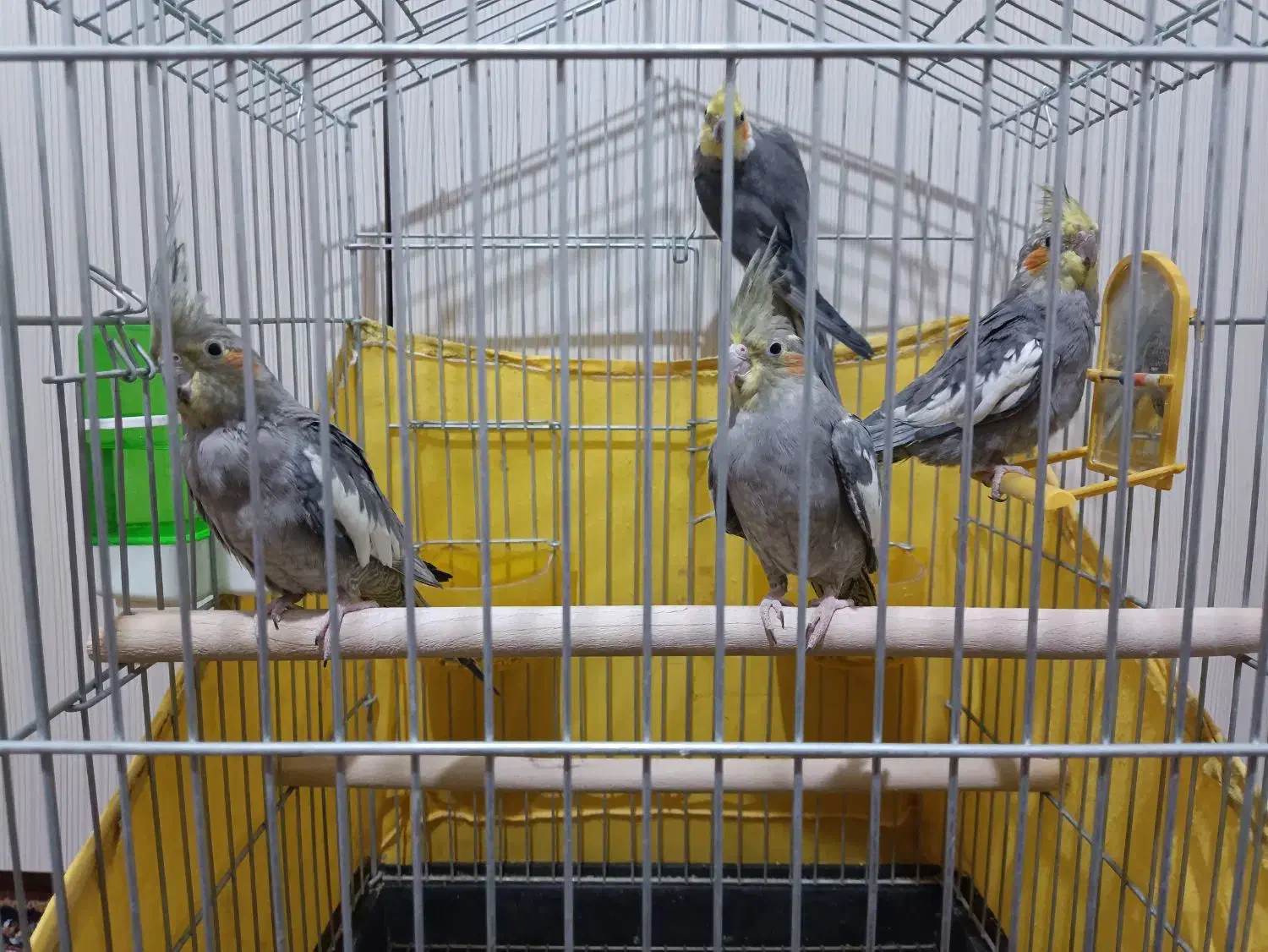 دو جفت عروس هلندی طوسی کله زرد|پرنده|اصفهان, شیخ اشراق|دیوار