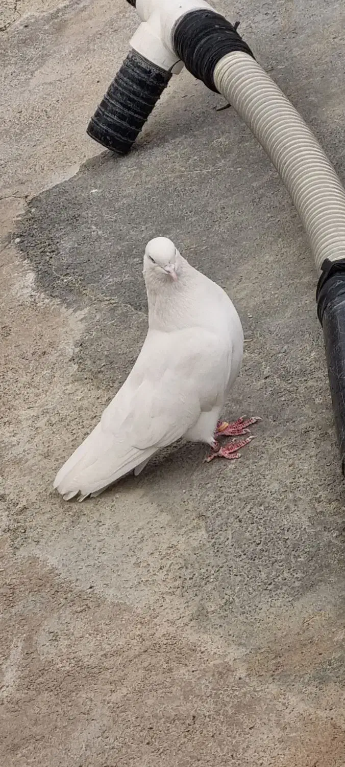 کفتر پرشی|پرنده|بیلوار, |دیوار