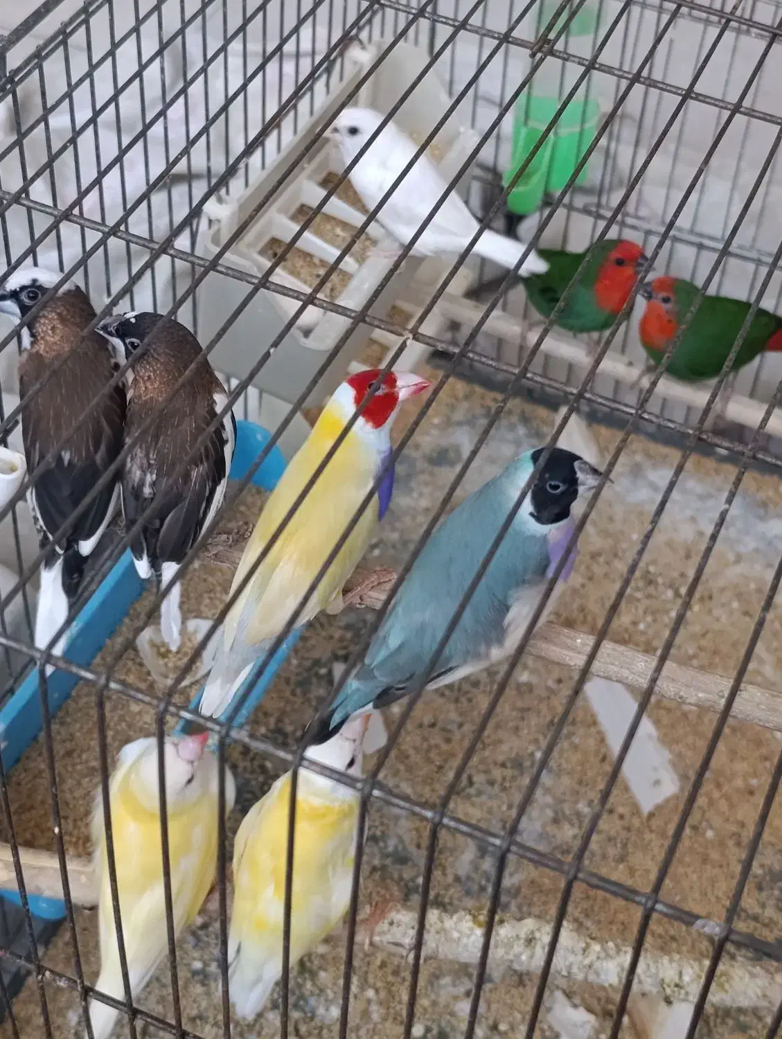 چهار جفت گلدین اماده|پرنده|قم, سید معصوم|دیوار