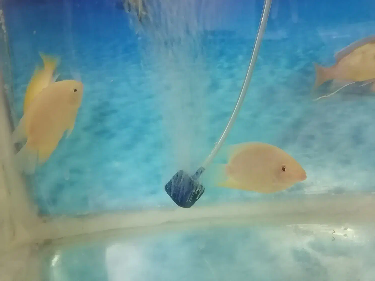 14عدد ماهی گوشتخوار|ماهی|یزد, |دیوار