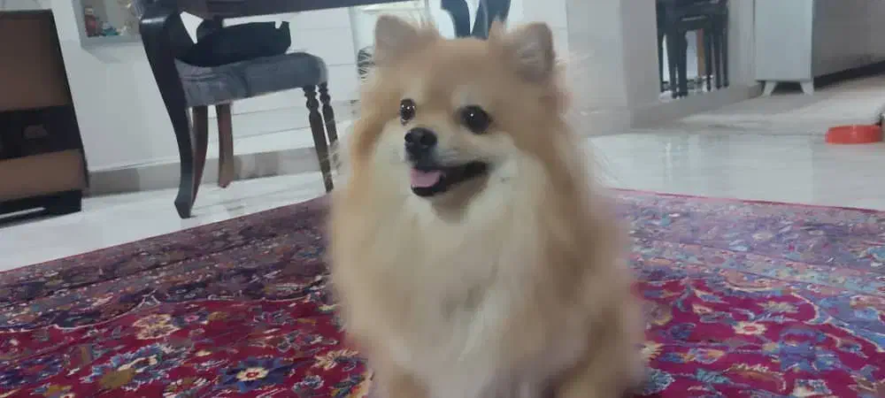 پامرین ماده|سگ|کرج, شهرک جهاننما|دیوار