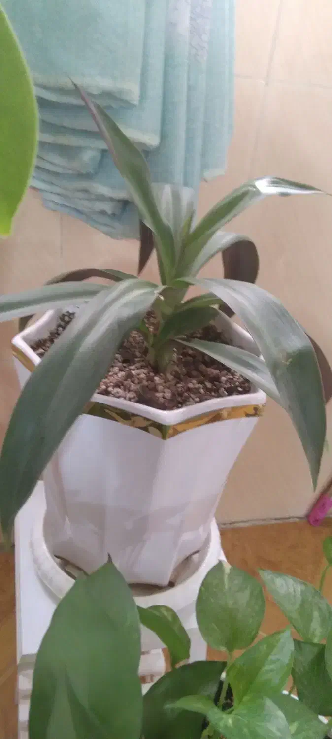 گل طبیعی|گل و گیاه طبیعی|آبیک, |دیوار