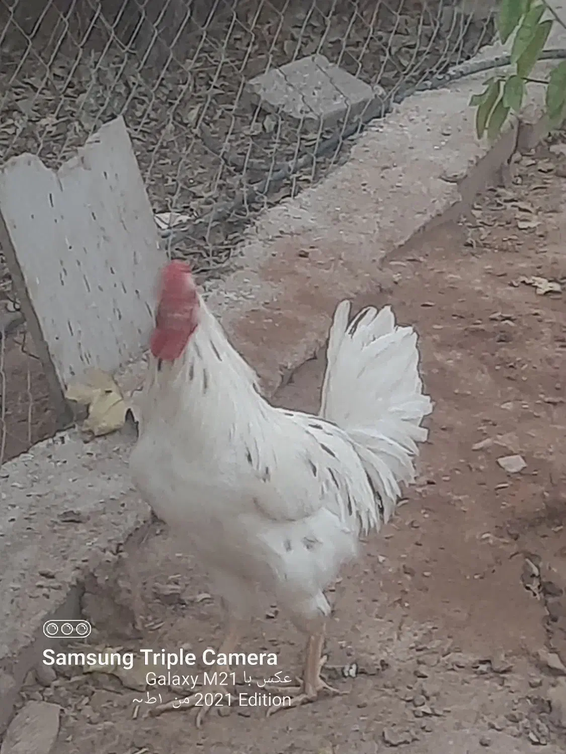 خروس گلین|حیوانات مزرعه|پاکدشت, پاکدشت (مامازند)|دیوار