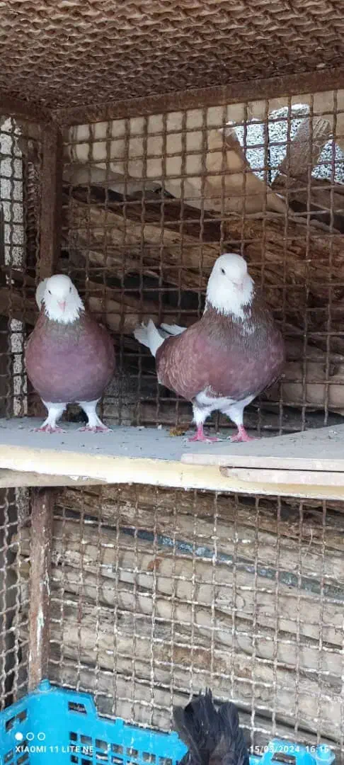 کبوتر شمرونی دولابی گرو|پرنده|خمینیشهر, |دیوار