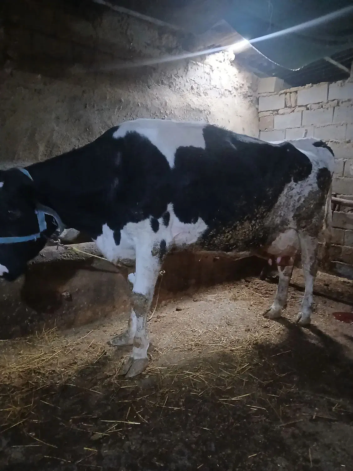 گاو شیری|حیوانات مزرعه|مانه, |دیوار