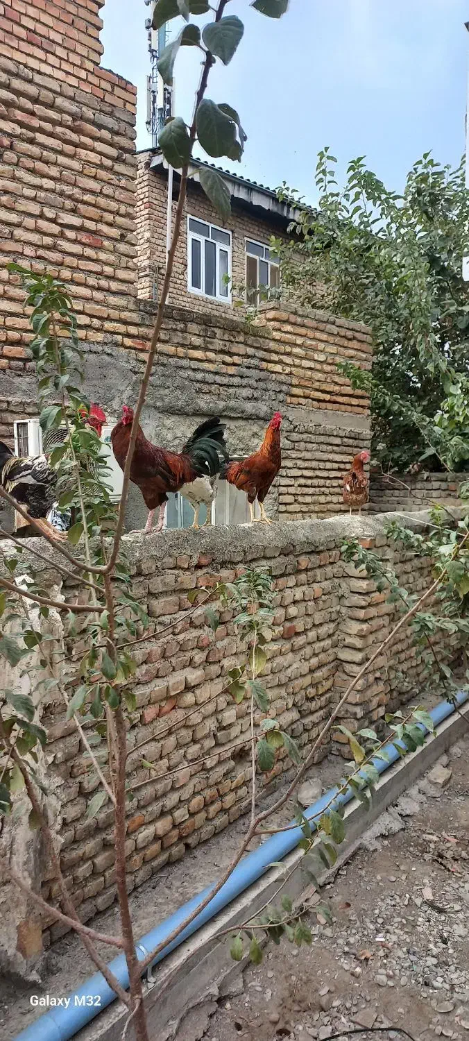 خوروس و لاری|حیوانات مزرعه|بندر ترکمن, |دیوار