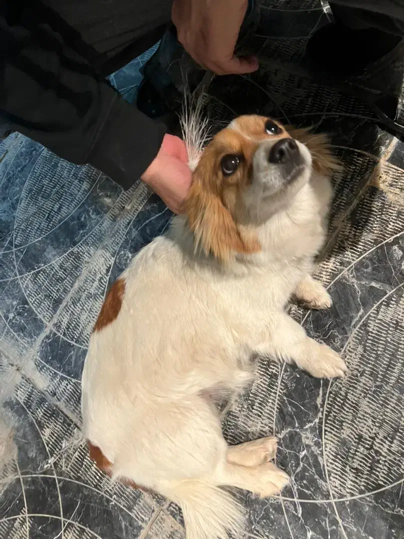 سگ اشمیتز|سگ|باغستان, |دیوار