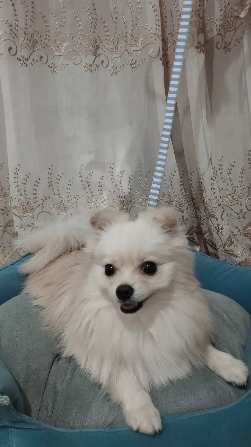 سگ پامرانین خرسی ریز قیمت فقط 11نیم سرخس|سگ|مشهد, بهارستان|دیوار