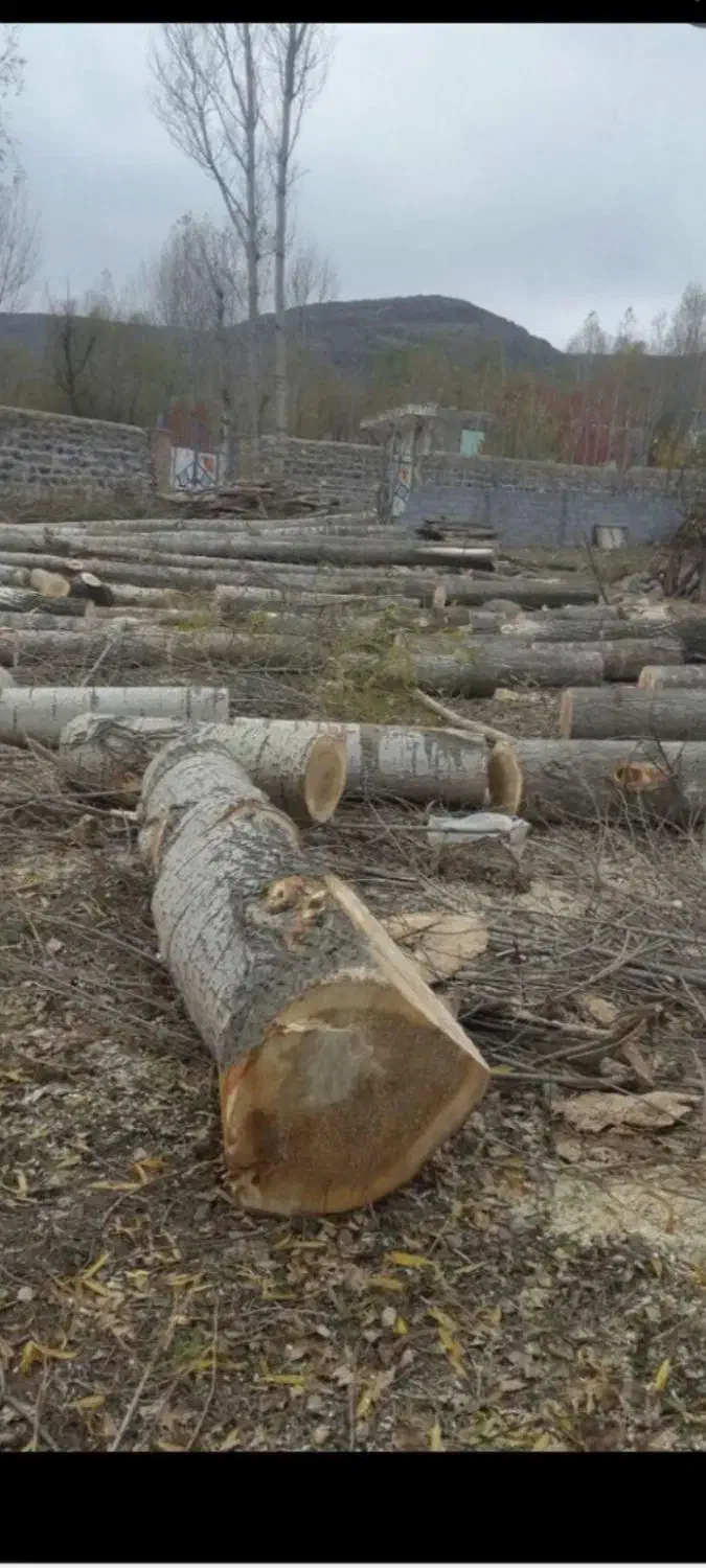 خرید انواع چوب|خدمات باغبانی و درختکاری|باسمنج, |دیوار