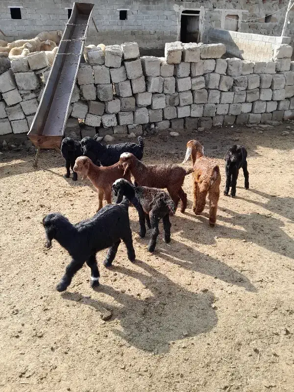 بزغاله|حیوانات مزرعه|دره رود, |دیوار