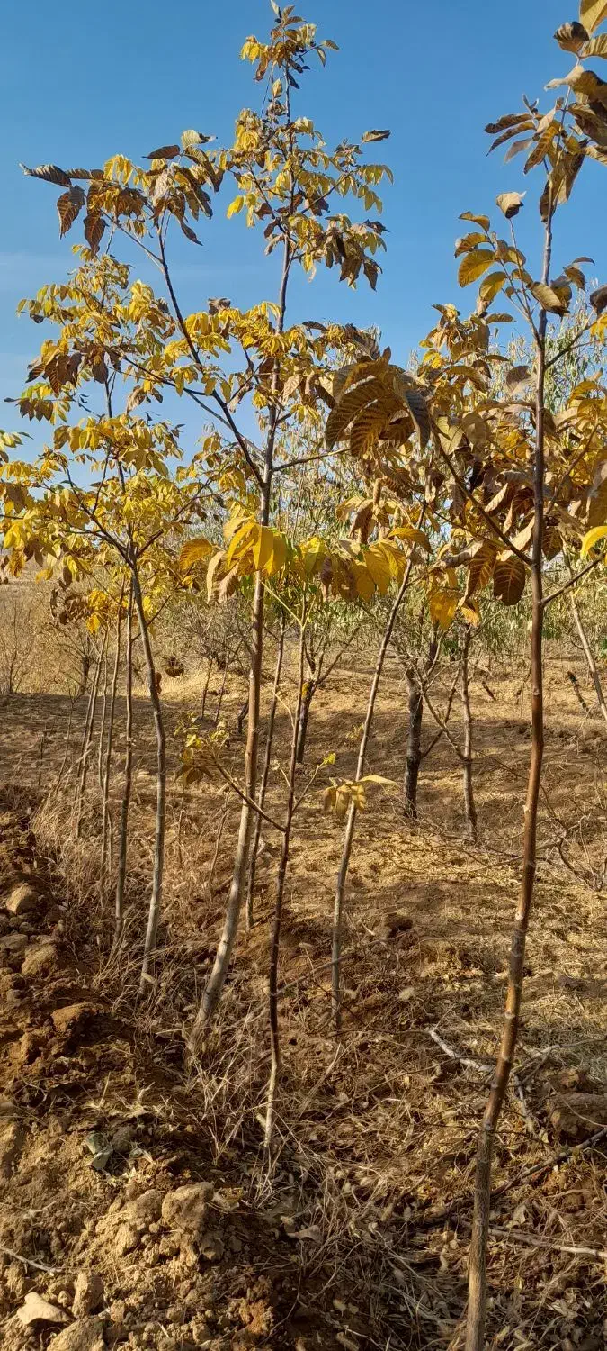 نهال گردو پوست کاغذی و عالی|خدمات باغبانی و درختکاری|بروجرد, |دیوار