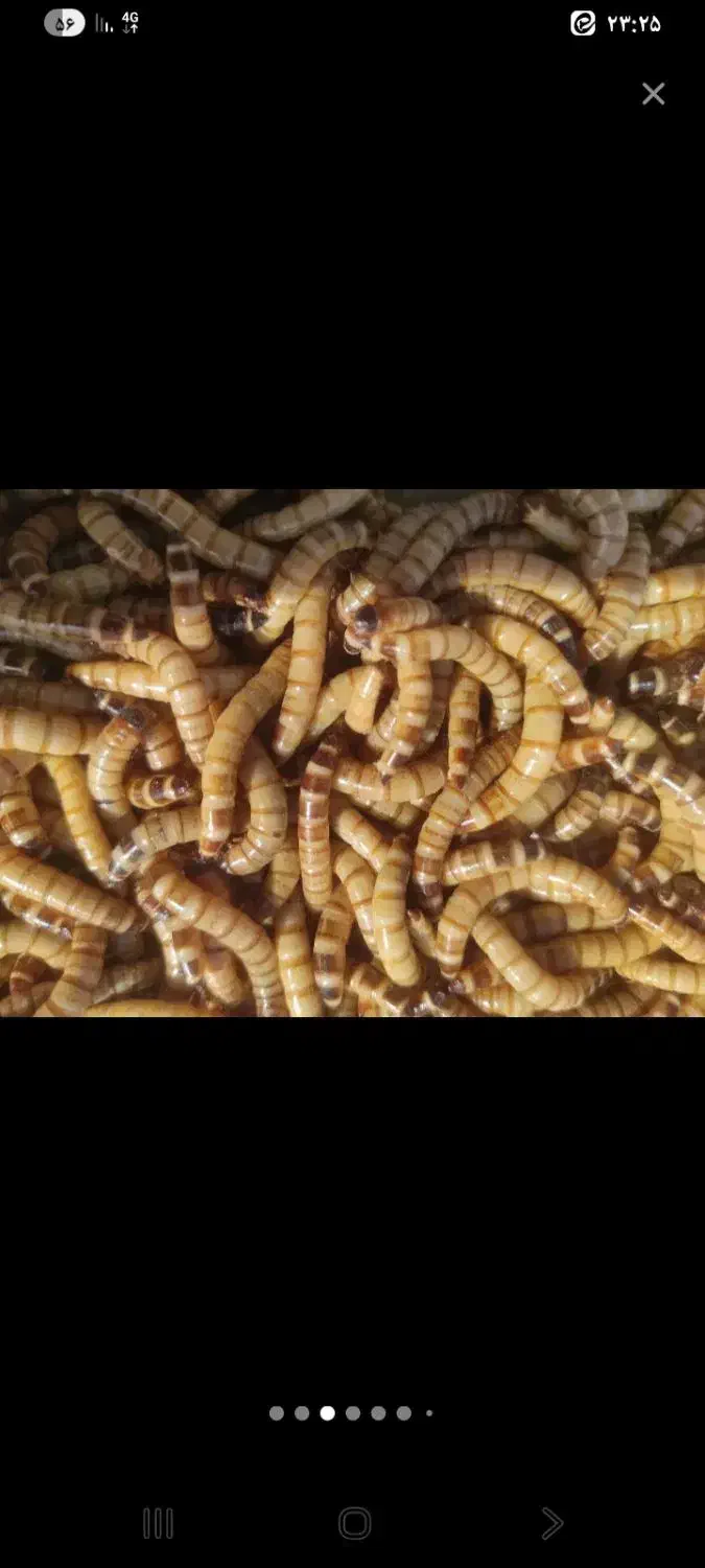 کرم میلورم|خزنده|مشهد, کلاته برفی|دیوار