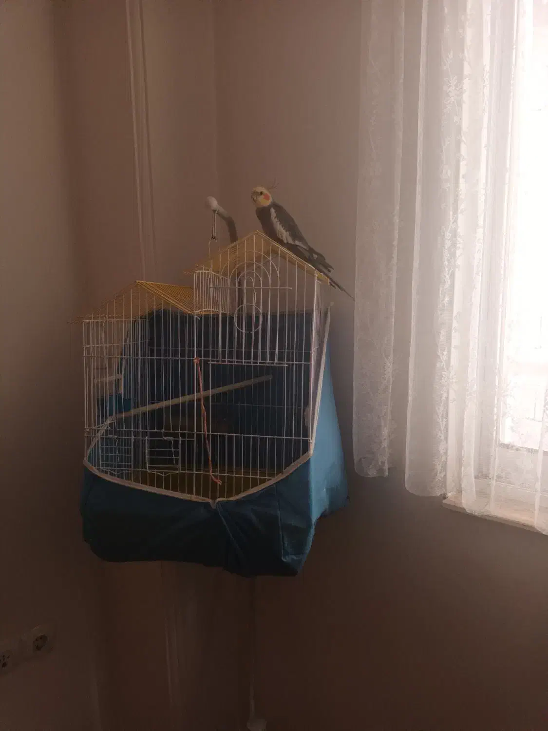 عروس هلندی|پرنده|رشت, معلولین|دیوار