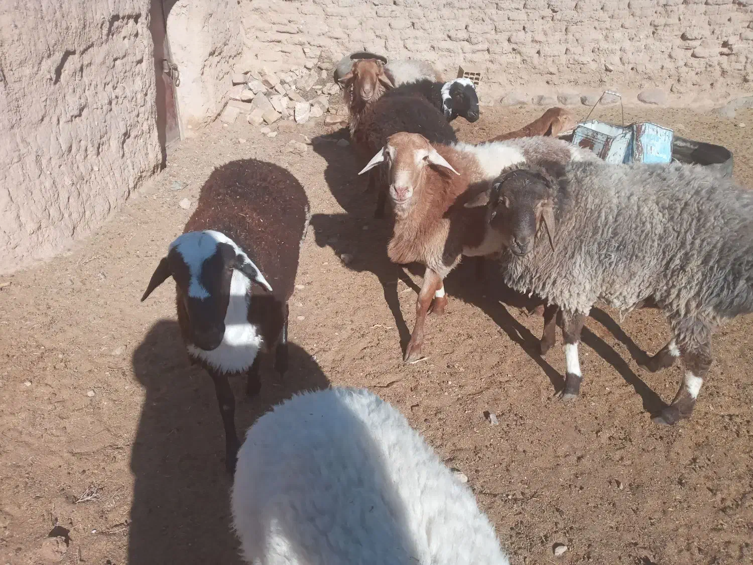 قوچ|حیوانات مزرعه|سده (خراسان جنوبی), |دیوار