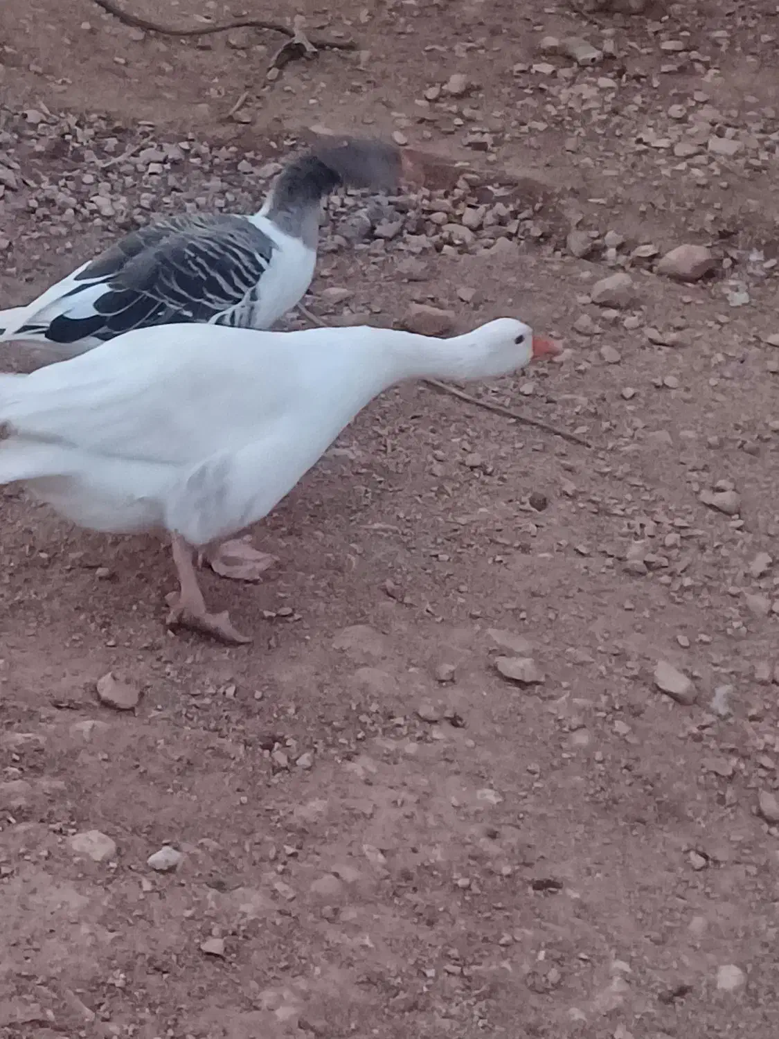 غازیک جفت نر وماده|حیوانات مزرعه|یاسوج, |دیوار