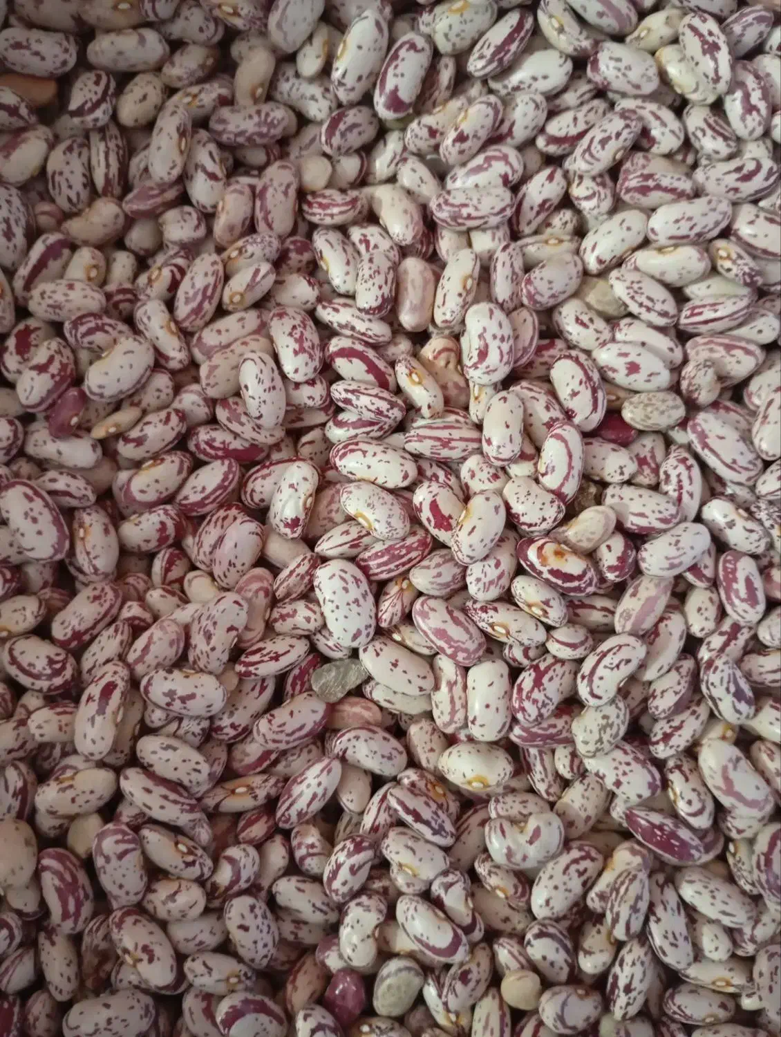 لوبیا چیتی درجه یک|خوردنی و آشامیدنی|موچش, |دیوار