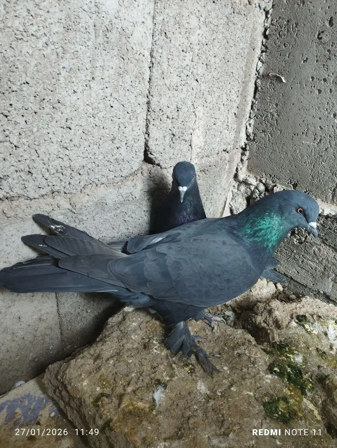 کبوتر لوتی|پرنده|خسروشاه, |دیوار