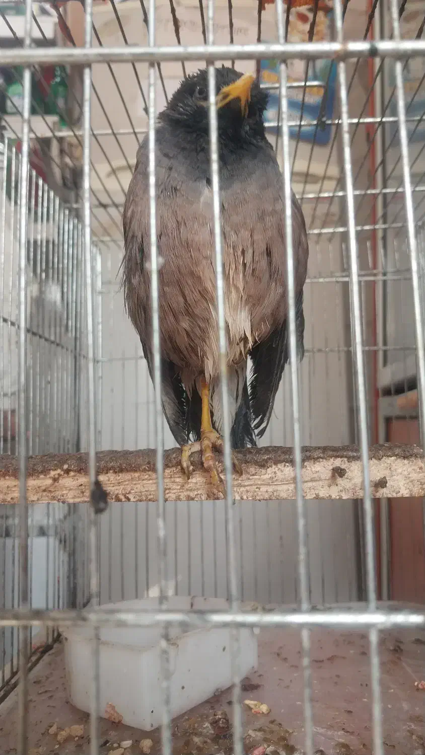 مینا|پرنده|آبادان, |دیوار